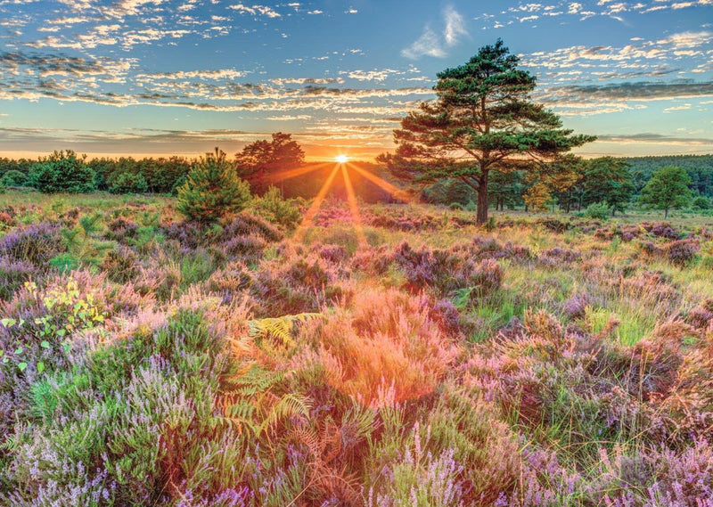 Jumbo Puzzle 500 pieces - Heather at Sunset (18524)