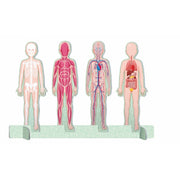 El mega atlas del cuerpo humano — Manolito Books (vista 3)
