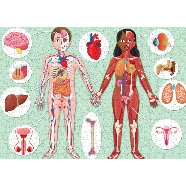El mega atlas del cuerpo humano — Manolito Books (vista 4)